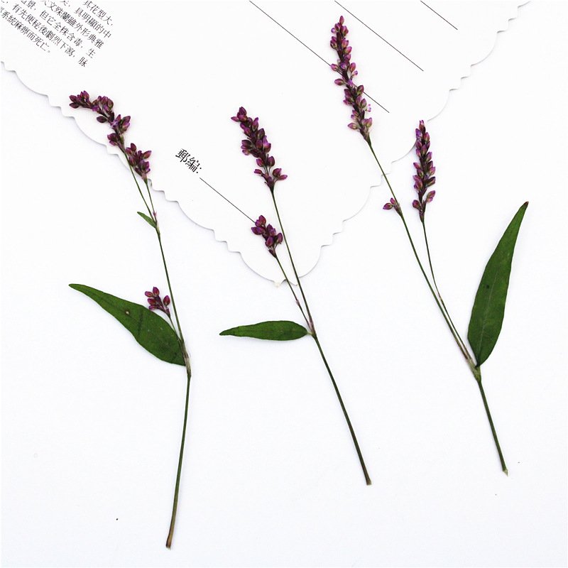 Rose lily Safflower Decoration Flower Press Lamp Bookmark Candle Sticker Art Print True Flower DIY Material Pack