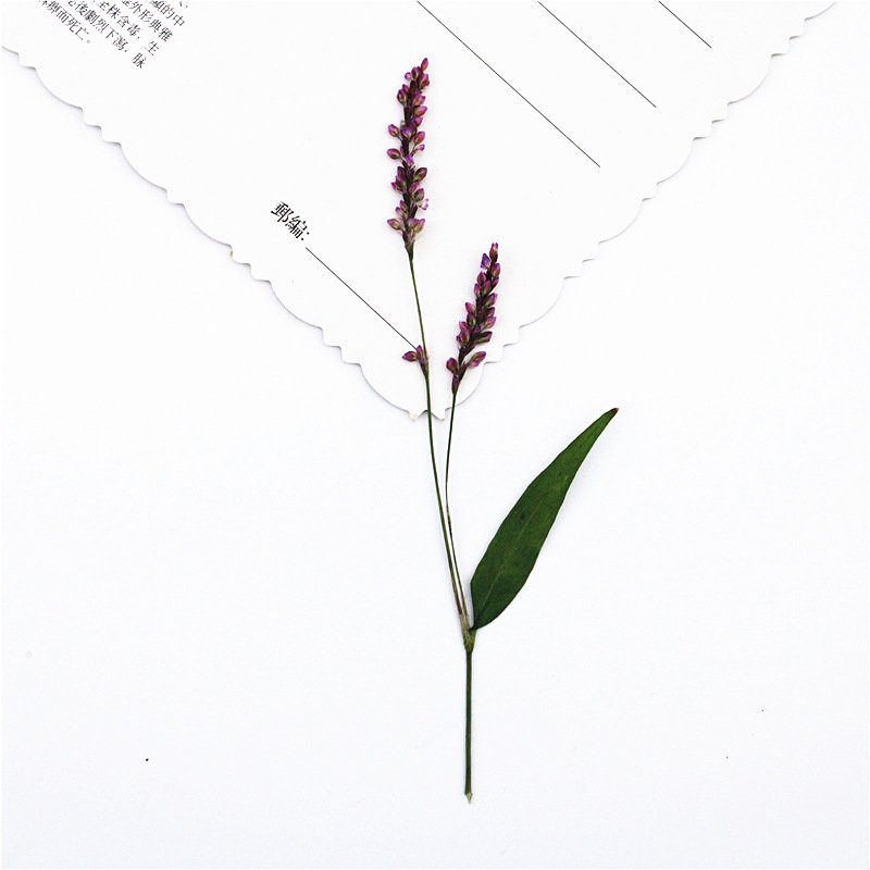 Rose lily Safflower Decoration Flower Press Lamp Bookmark Candle Sticker Art Print True Flower DIY Material Pack