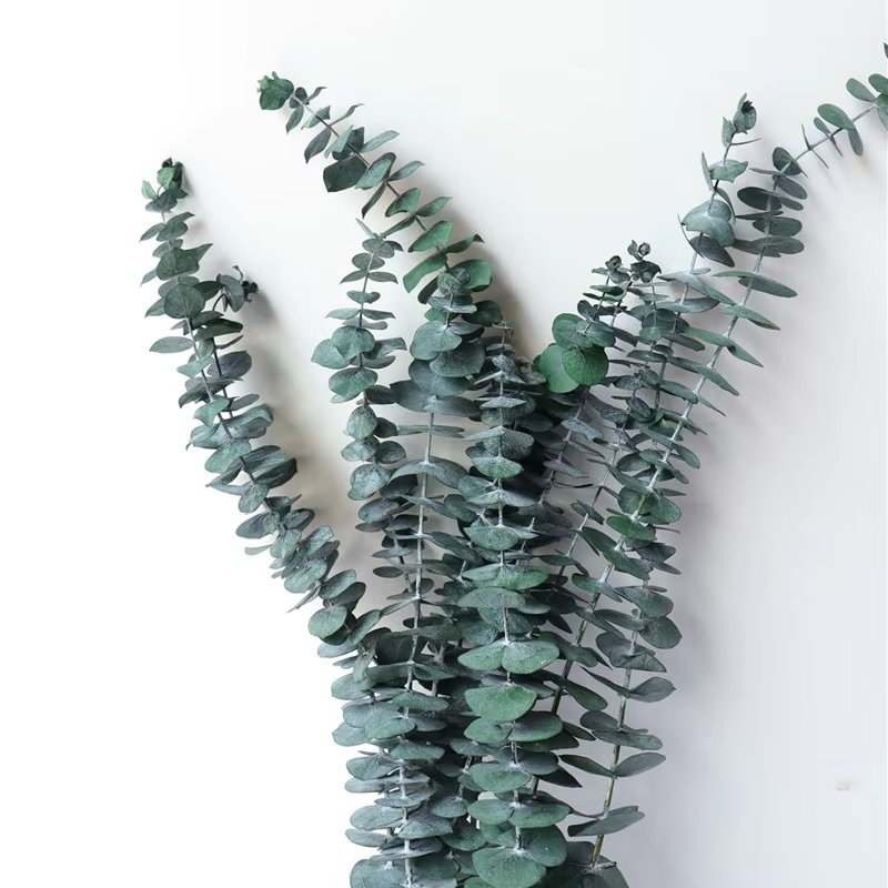Factory wholesale green Preserved Flowers Plants Dried Eucalyptus Bundle Fresh Eucalyptus Branches