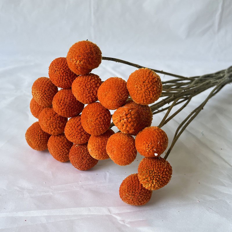 Factory Wholesale Preserve Dried Flowers And Plants Home Decor Craspedia Dried Billy Balls