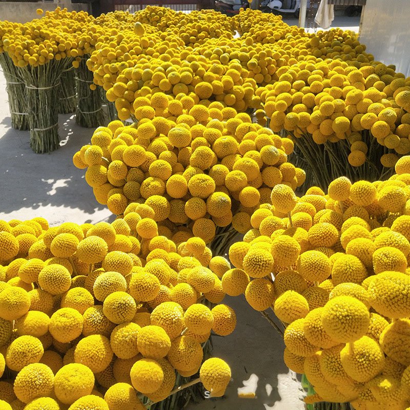 Factory Wholesale Preserve Dried Flowers And Plants Home Decor Craspedia Dried Billy Balls