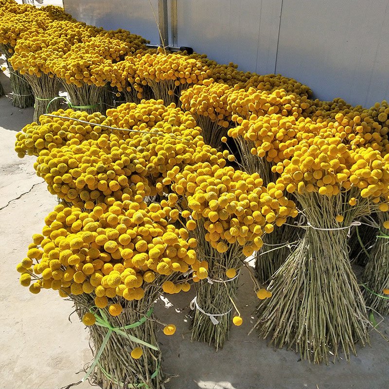 Factory Wholesale Preserve Dried Flowers And Plants Home Decor Craspedia Dried Billy Balls