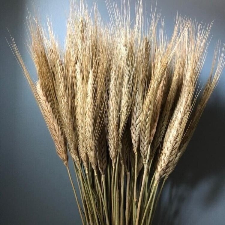Natural wheat stems dried stalks dried of flowers whole wheat grass bundle