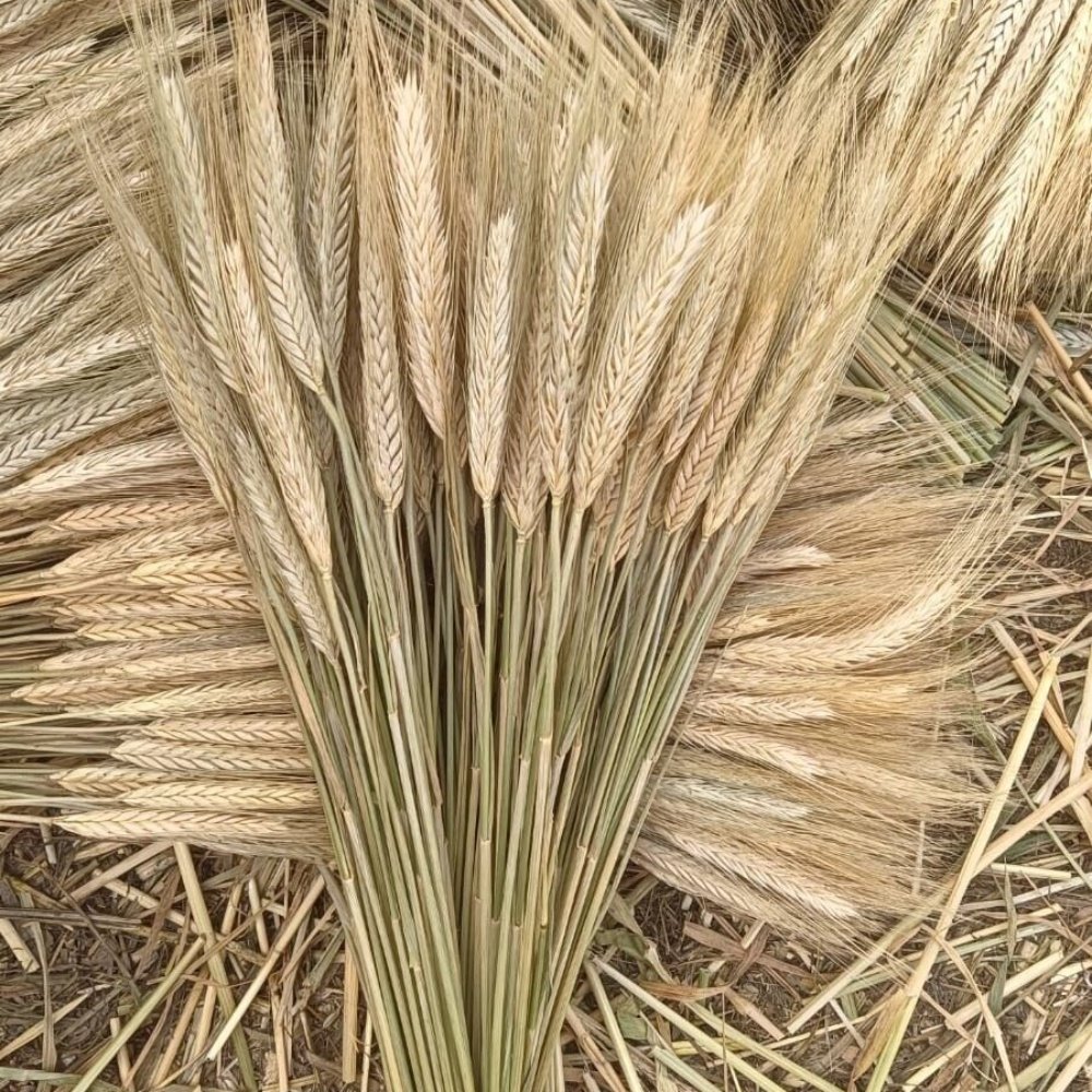 Natural wheat stems dried stalks dried of flowers whole wheat grass bundle