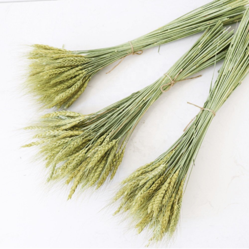 Natural wheat stems dried stalks dried of flowers whole wheat grass bundle