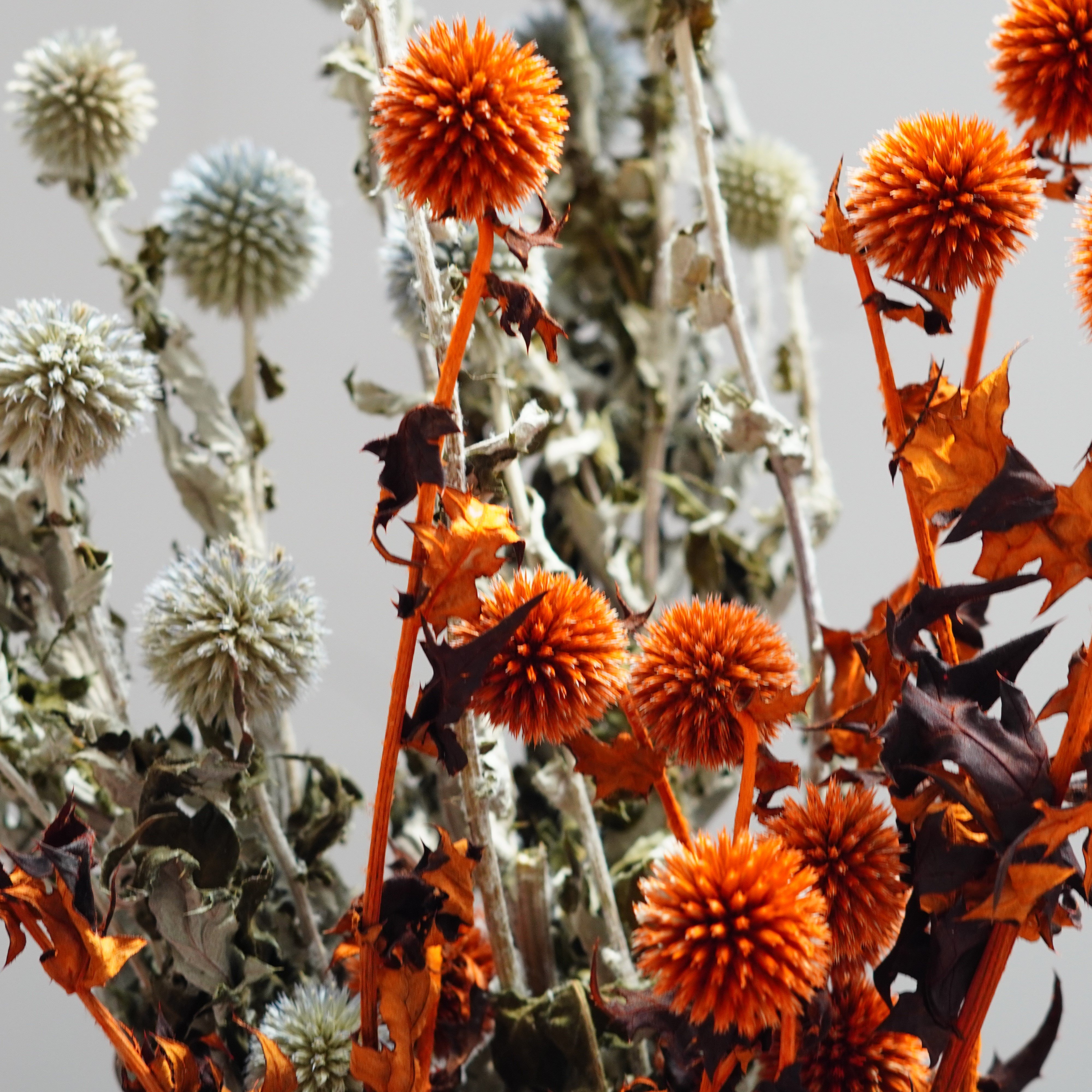 Blue Planet Dried Echinops flowers for decor, dried flower arrangements,Dried Globe Thistle