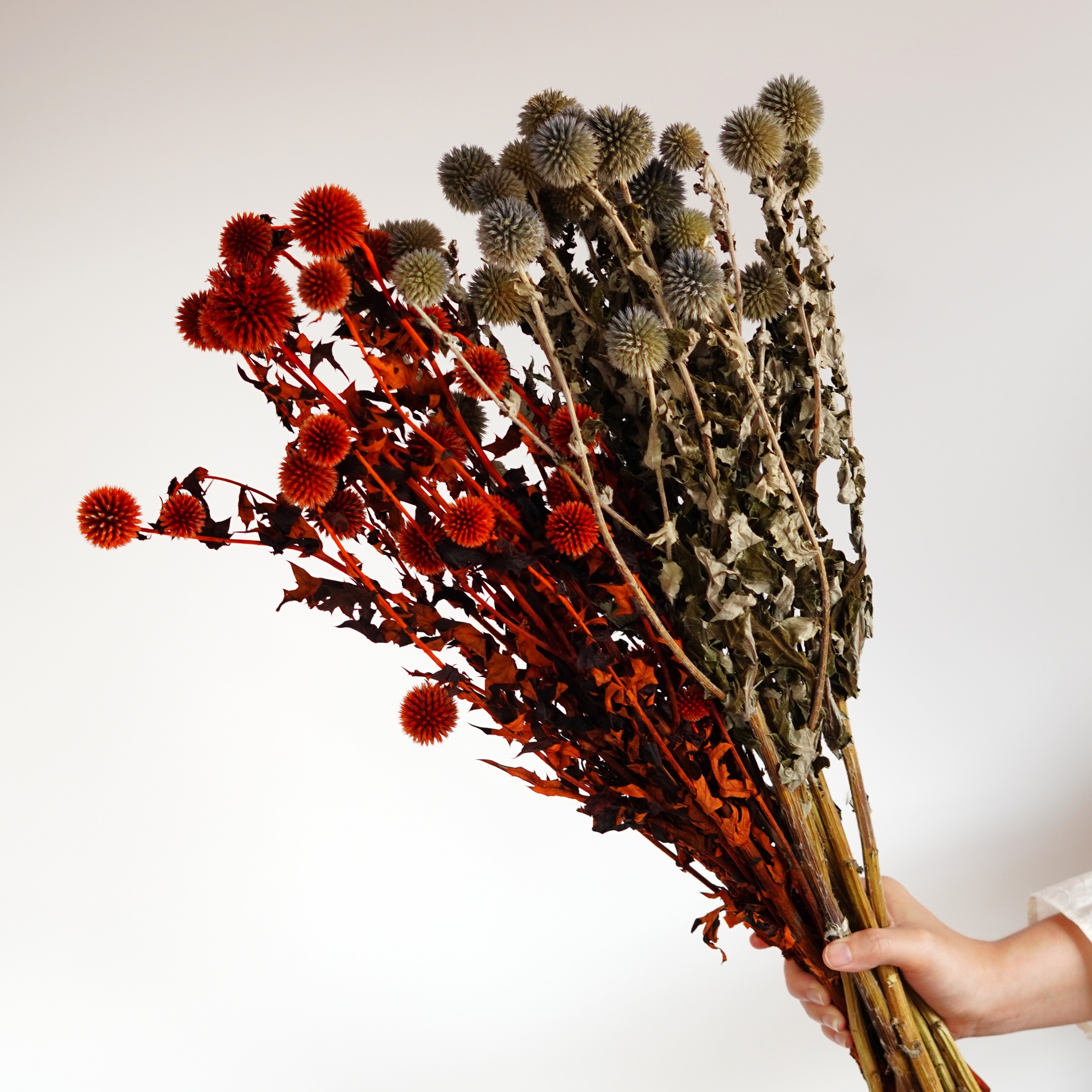 Blue Planet Dried Echinops flowers for decor, dried flower arrangements,Dried Globe Thistle