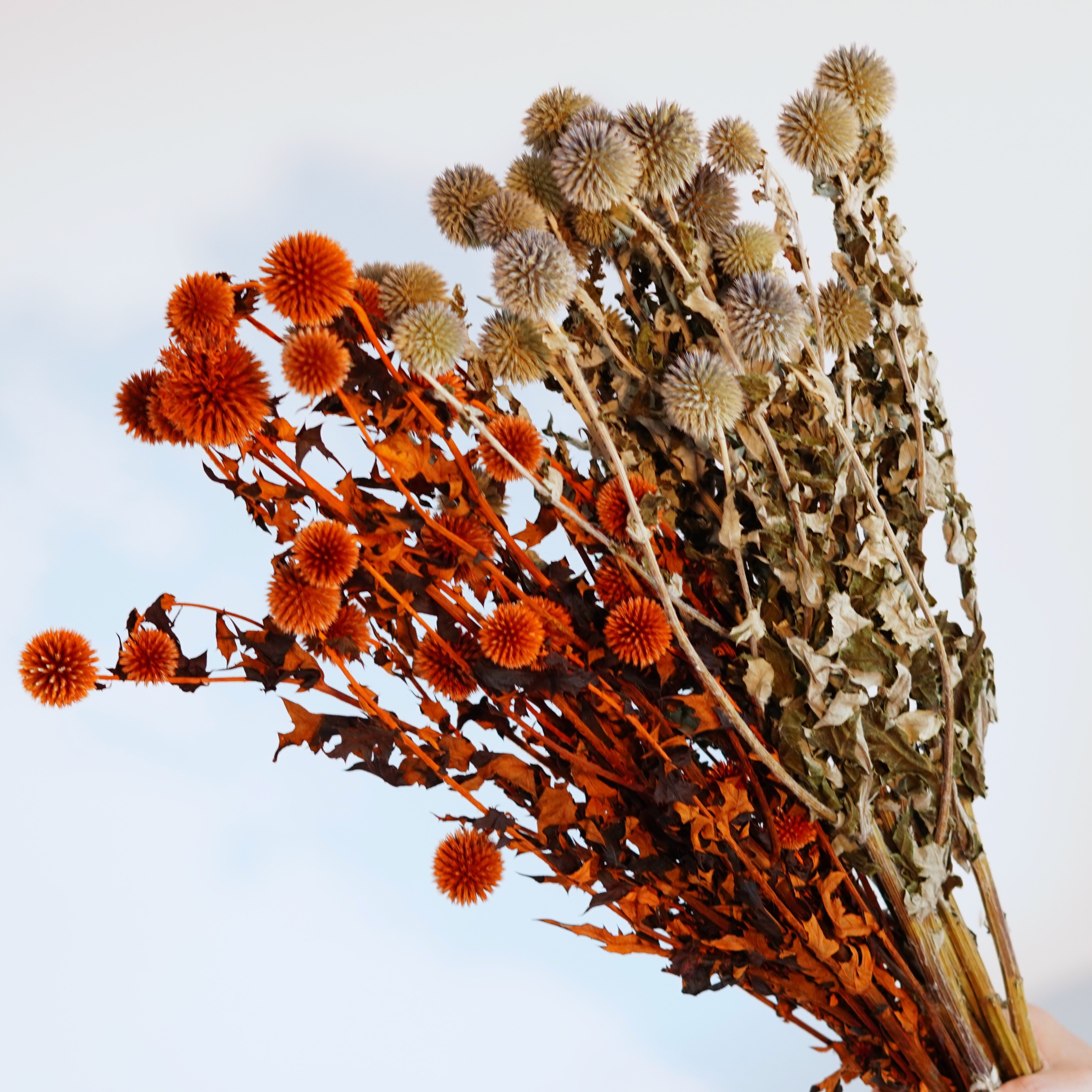 Blue Planet Dried Echinops flowers for decor, dried flower arrangements,Dried Globe Thistle