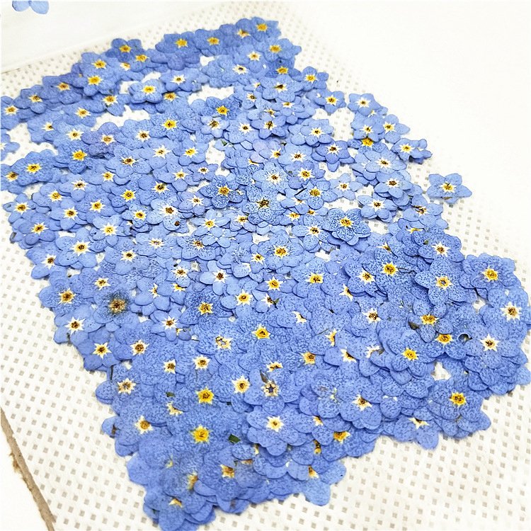 X159 Cheap Delicate DIY Small natural myosotis chrysanthemum White Blue dyed herbarium dried pressed flowers for face decoration