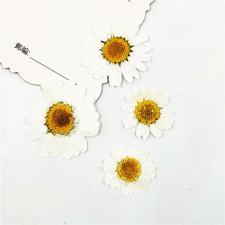 X159 Cheap Delicate DIY Small natural myosotis chrysanthemum White Blue dyed herbarium dried pressed flowers for face decoration