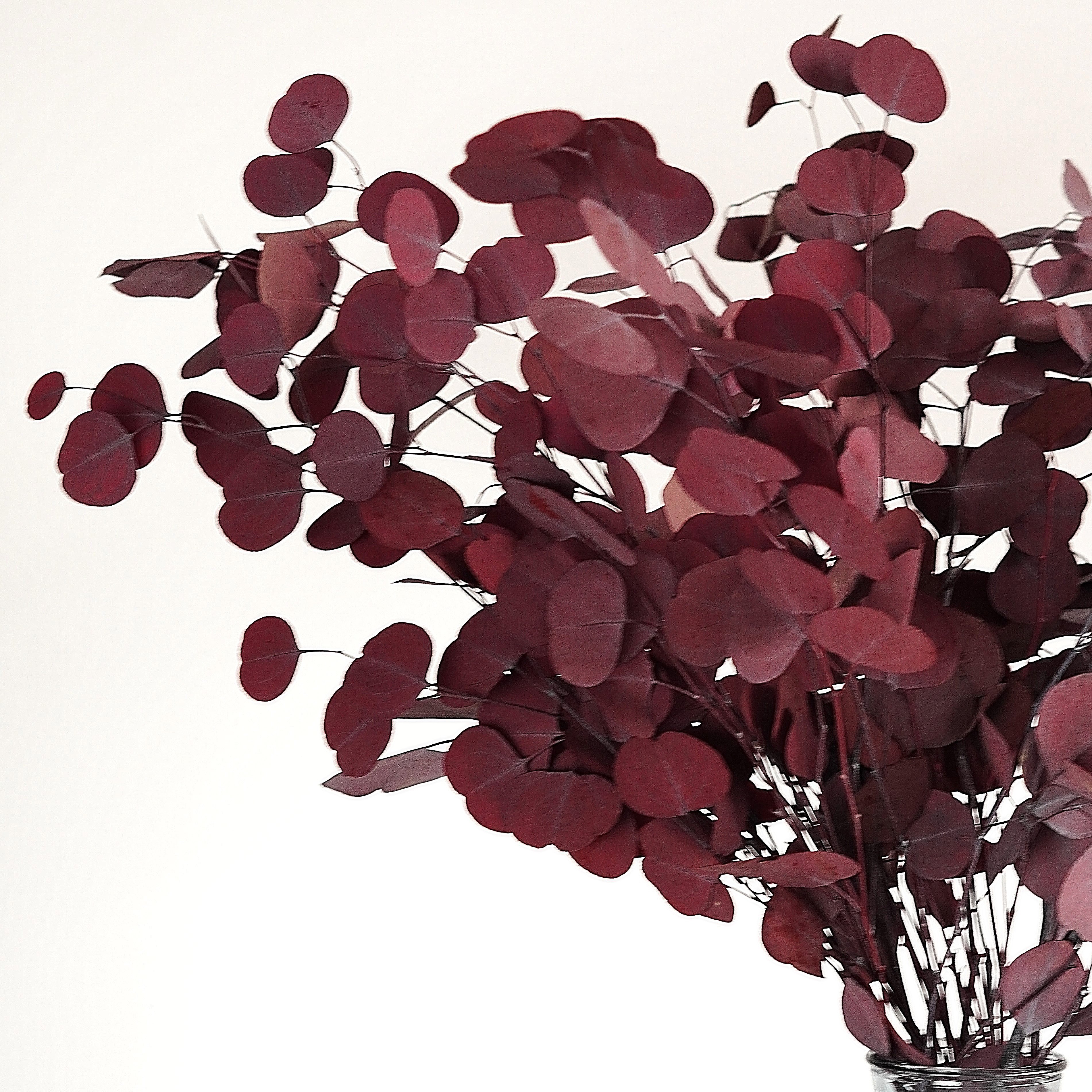 Dried Eucalyptus Leaves For Home Wedding Preserved Flower Eucalyptus Round Leaf Leaves