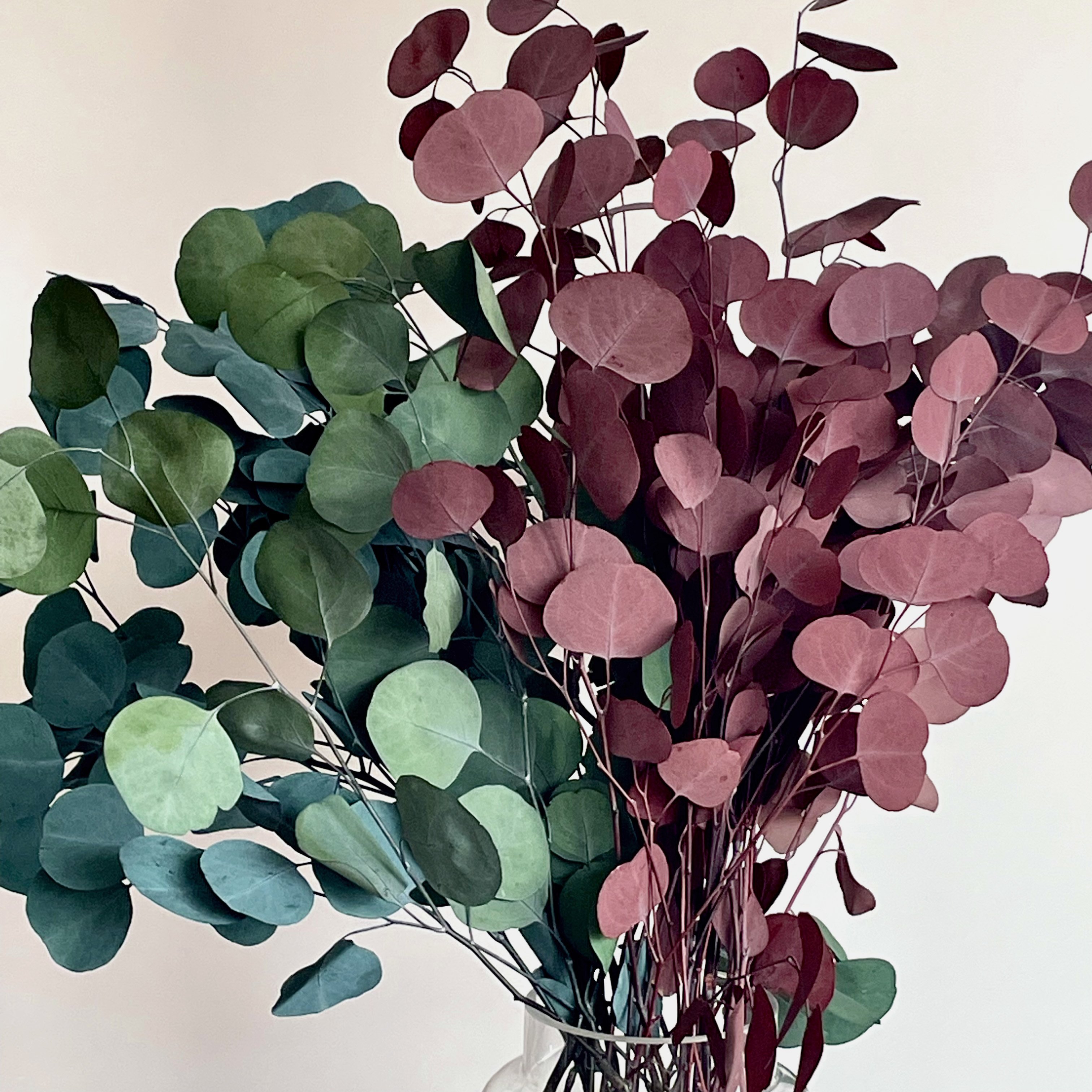 Dried Eucalyptus Leaves For Home Wedding Preserved Flower Eucalyptus Round Leaf Leaves