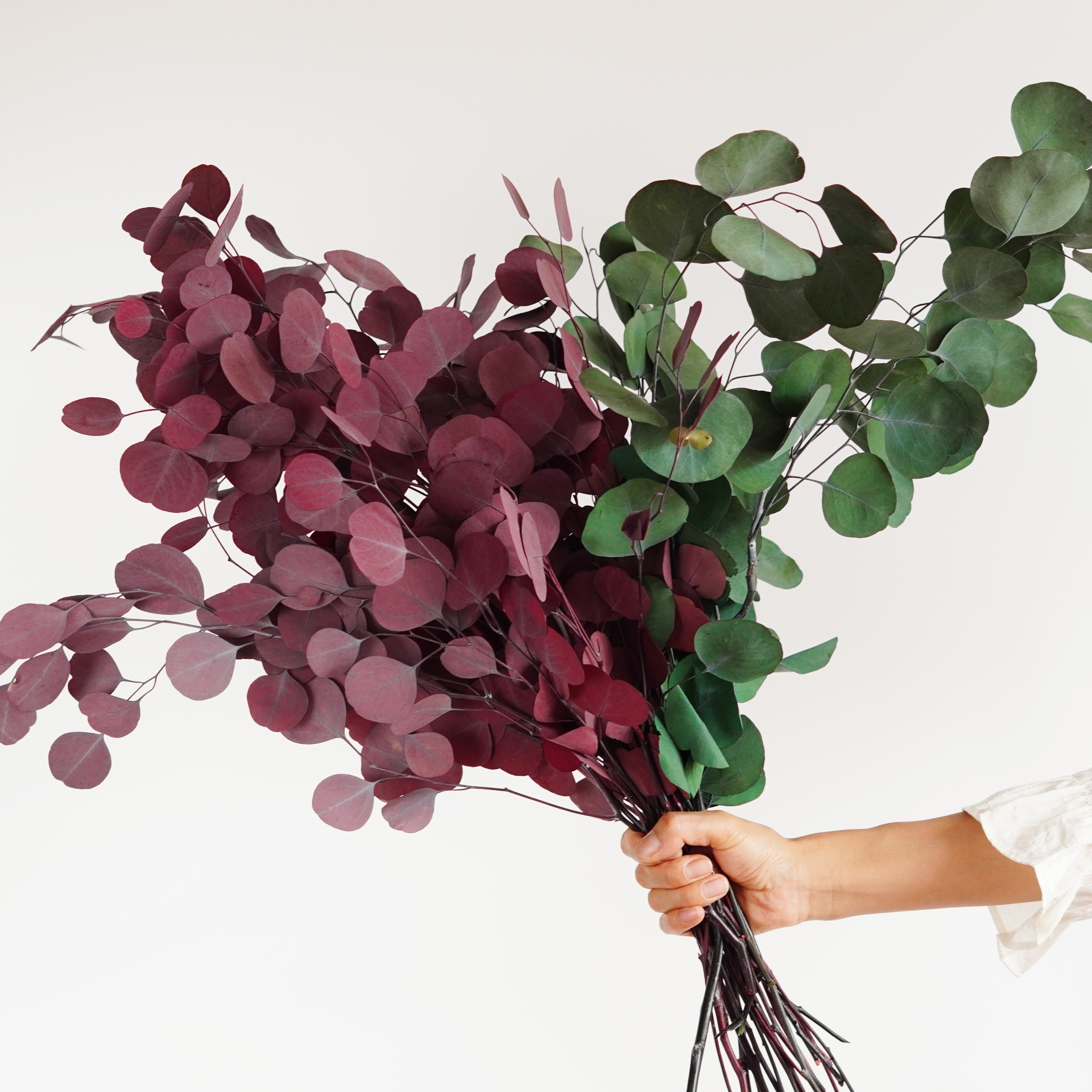 Dried Eucalyptus Leaves For Home Wedding Preserved Flower Eucalyptus Round Leaf Leaves