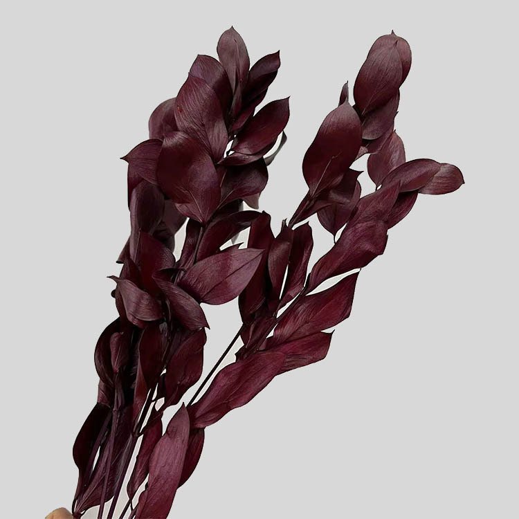 Amazon Hot Selling 2024 Home Decor Preserved Flowers Israeli Ruscus Dried Ruscus For Flower Bouquet