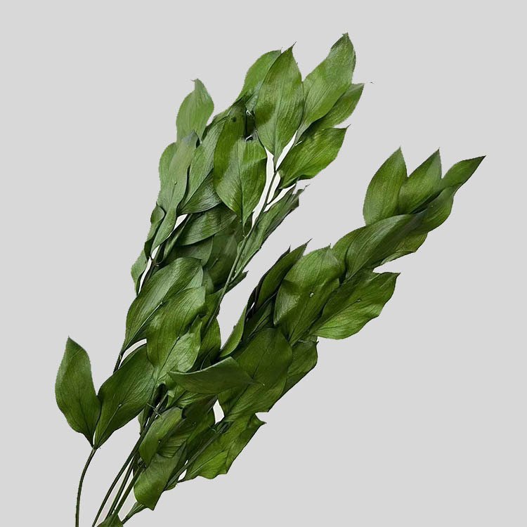 Amazon Hot Selling 2024 Home Decor Preserved Flowers Israeli Ruscus Dried Ruscus For Flower Bouquet