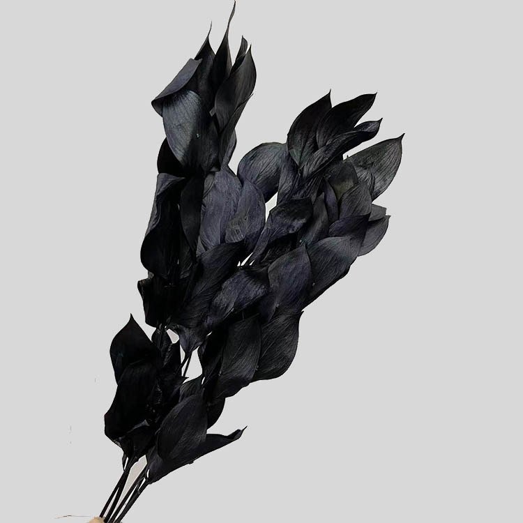 Amazon Hot Selling 2024 Home Decor Preserved Flowers Israeli Ruscus Dried Ruscus For Flower Bouquet
