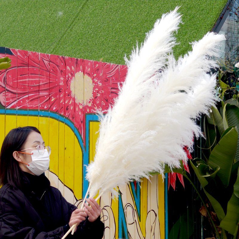 110-120cm Pampas 4ft-5ft Bleached White Large Fluffy Pampas Grass