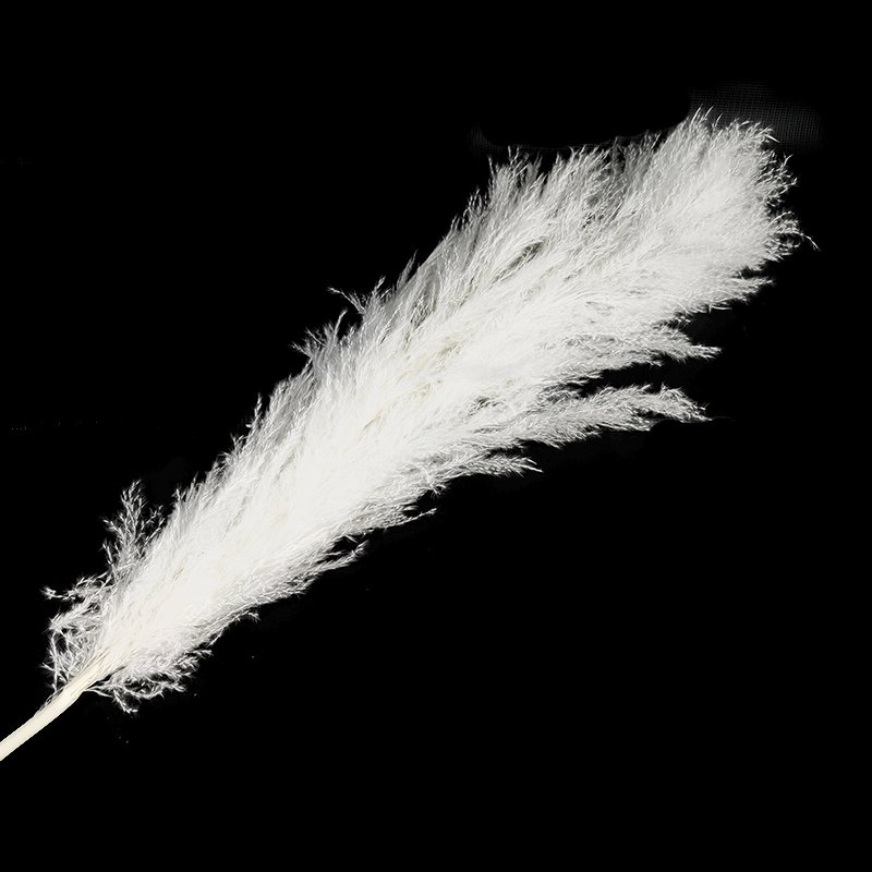 110-120cm Pampas 4ft-5ft Bleached White Large Fluffy Pampas Grass