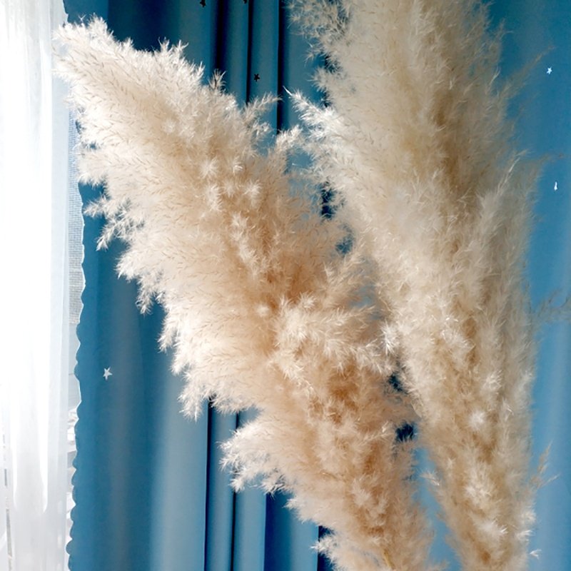110-120cm Pampas 4ft-5ft Bleached White Large Fluffy Pampas Grass