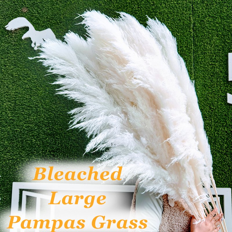 110-120cm Pampas 4ft-5ft Bleached White Large Fluffy Pampas Grass