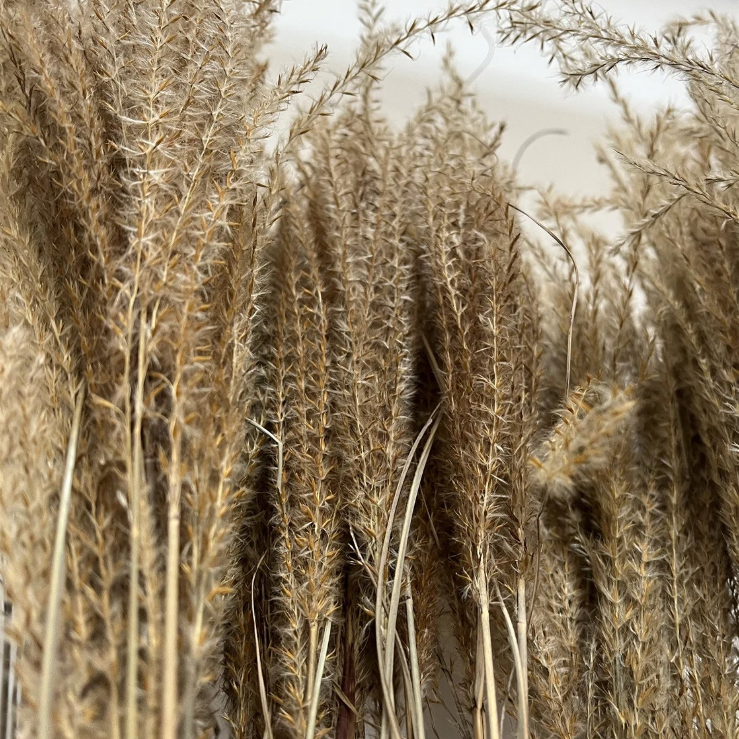 Wholesale Dried Flowers Pampas Grass Natural Pampas For Wedding DecorWisteria Flower