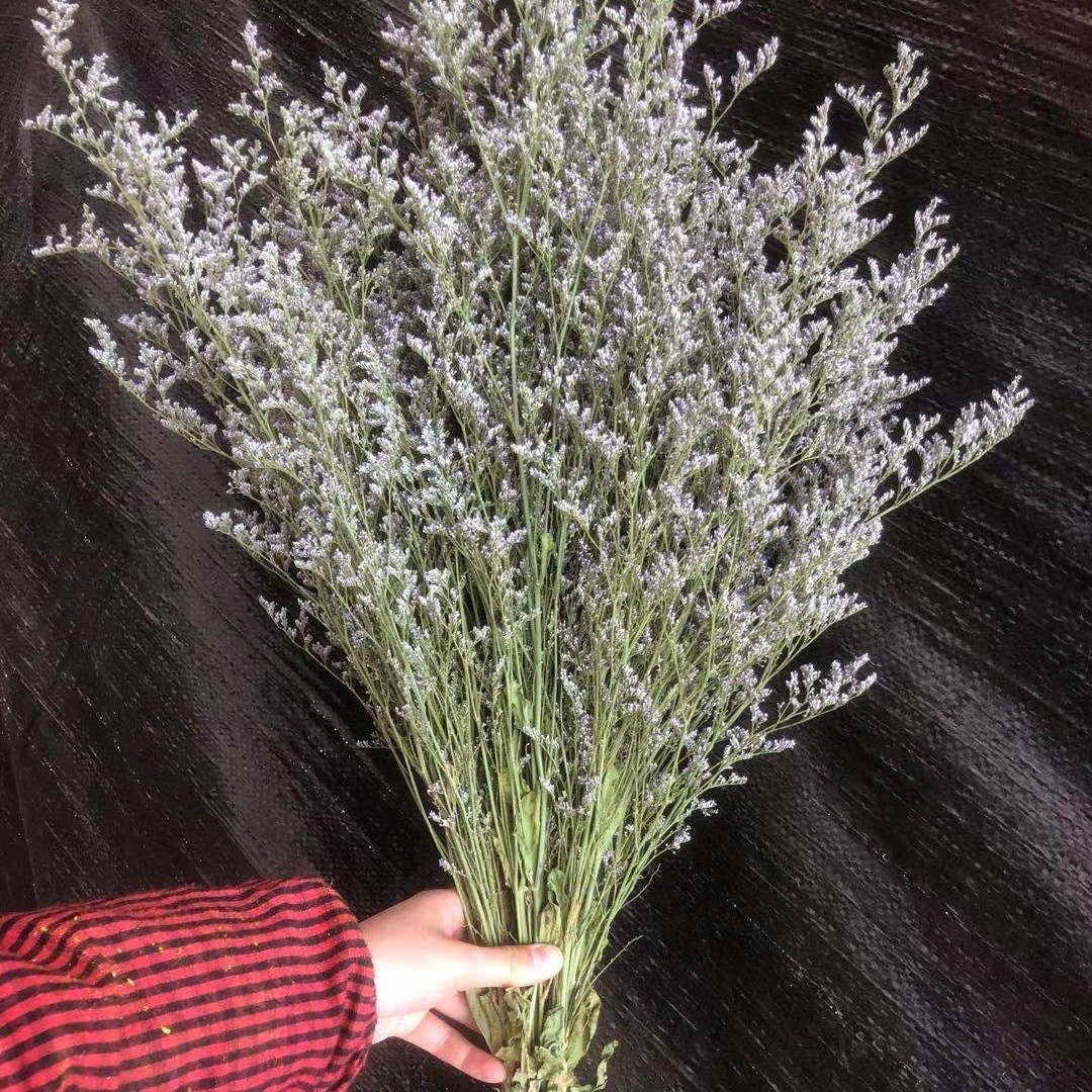 Dried Natural Limonium Grass, Sea Lavender grass, Statice Caspia flower Decorative grass for floral arrangement