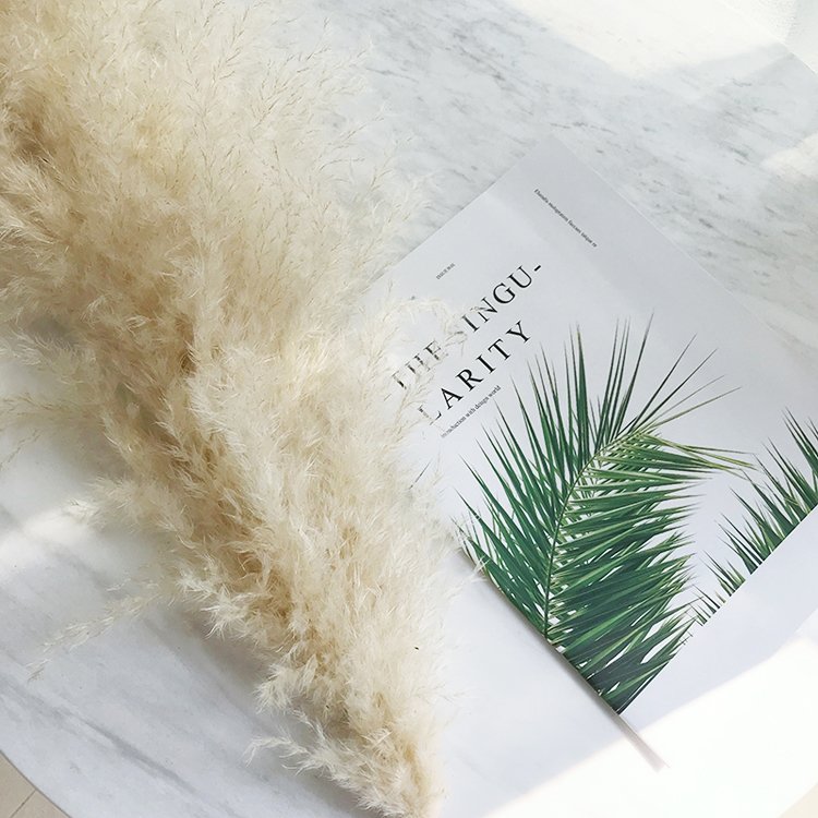 SumFlora 2024 Natural element design dried pampas grass for Craft souvenir wed dress
