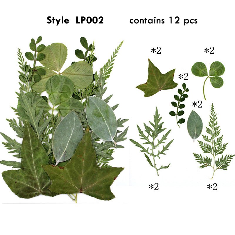 DIY Material Bags Pressed Flower Plants Natural Dried Plants for Resin Phone Cases Hand Fans Bookmarks Pressed
