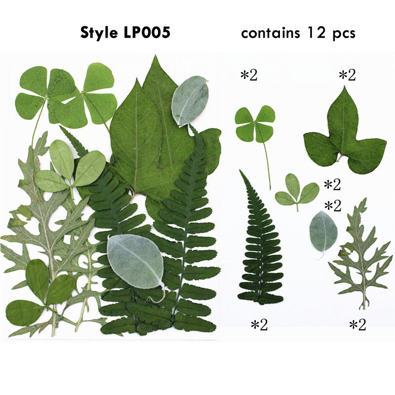 DIY Material Bags Pressed Flower Plants Natural Dried Plants for Resin Phone Cases Hand Fans Bookmarks Pressed