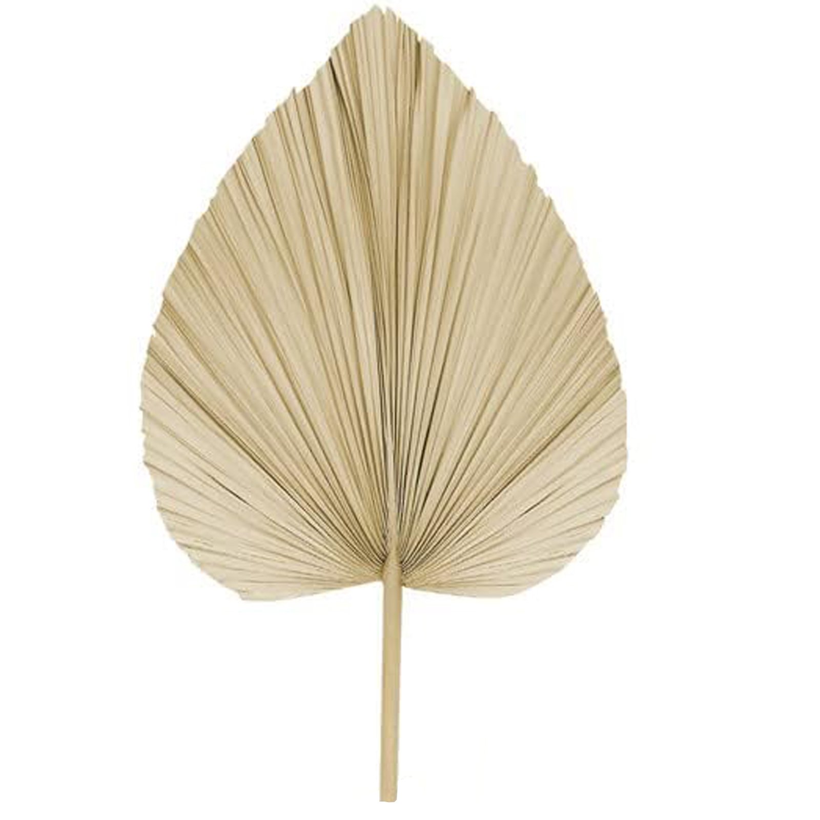 Hot-selling Natural Dried Palm Leaves Decor Boho Palm Fans Tropical Palm Flowers for Wedding House Party Kitchen Decor