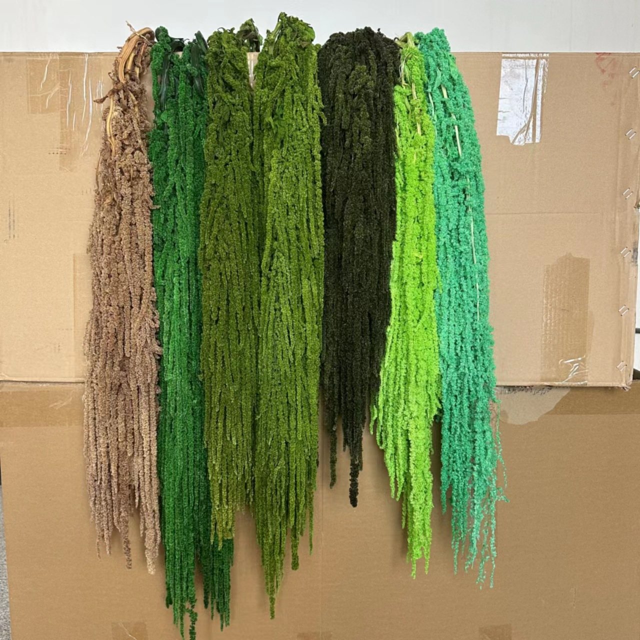 preserved Amaranthus dried flowers and plants home Other Wedding decoration events party supplies