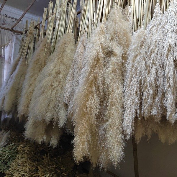 Big Reed wholesale reed Dried flower bouquet Big Pampered reed Dried flower color web red dried flower bouquet wedding props
