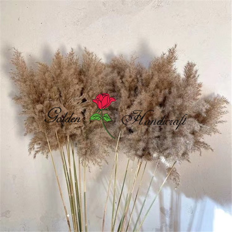 QSLH-570 Decorative Flowers Fluffy Large Pampas Pampa Grass Table Decoration Dry Flowers Bouquet Natural Dried Pampas Grass