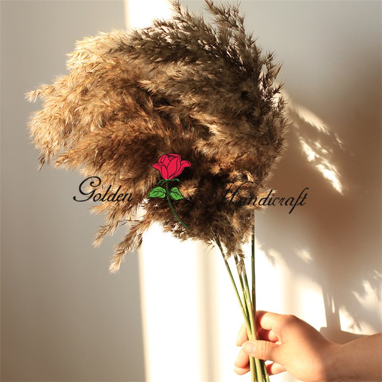 QSLH-570 Decorative Flowers Fluffy Large Pampas Pampa Grass Table Decoration Dry Flowers Bouquet Natural Dried Pampas Grass