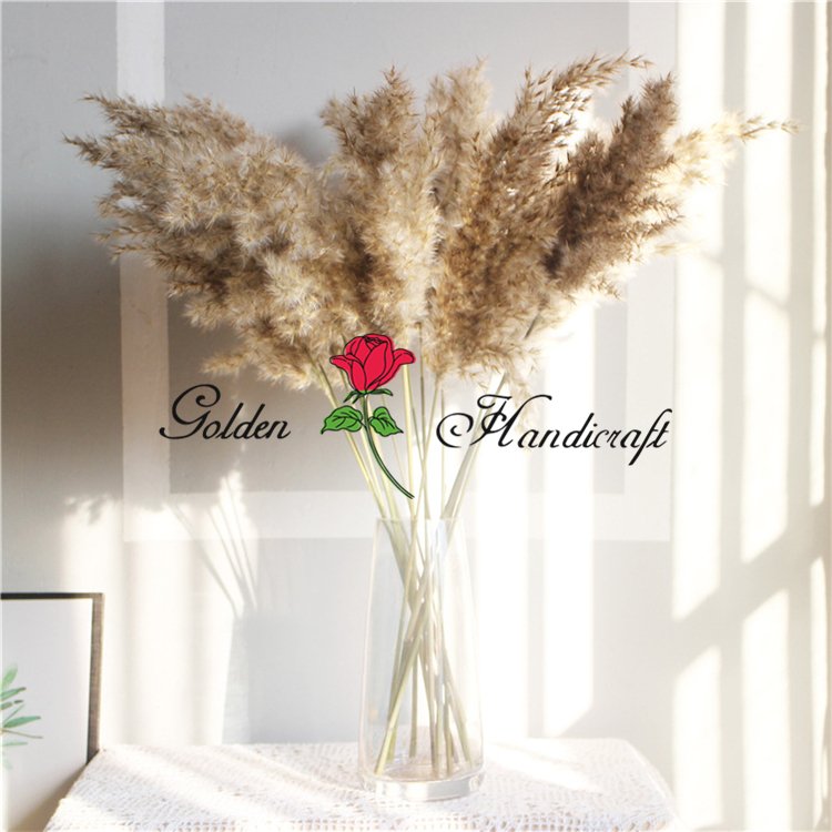 QSLH-570 Decorative Flowers Fluffy Large Pampas Pampa Grass Table Decoration Dry Flowers Bouquet Natural Dried Pampas Grass