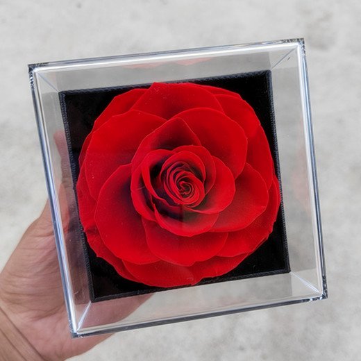 Valentines day gift red dried everlasting forever eternal rose jewelry box preserved flowers with jewelry box eternal rose