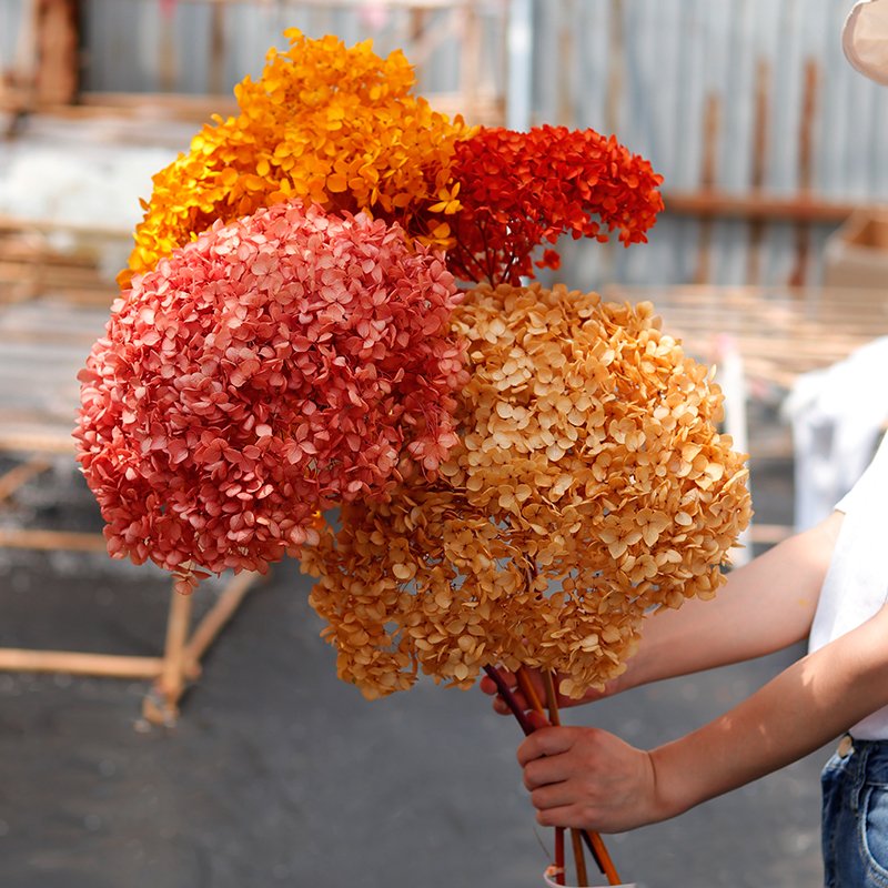 GH-048 wholesale blush pink natural real touch preserved hydrangeas dried flowers plants decoration
