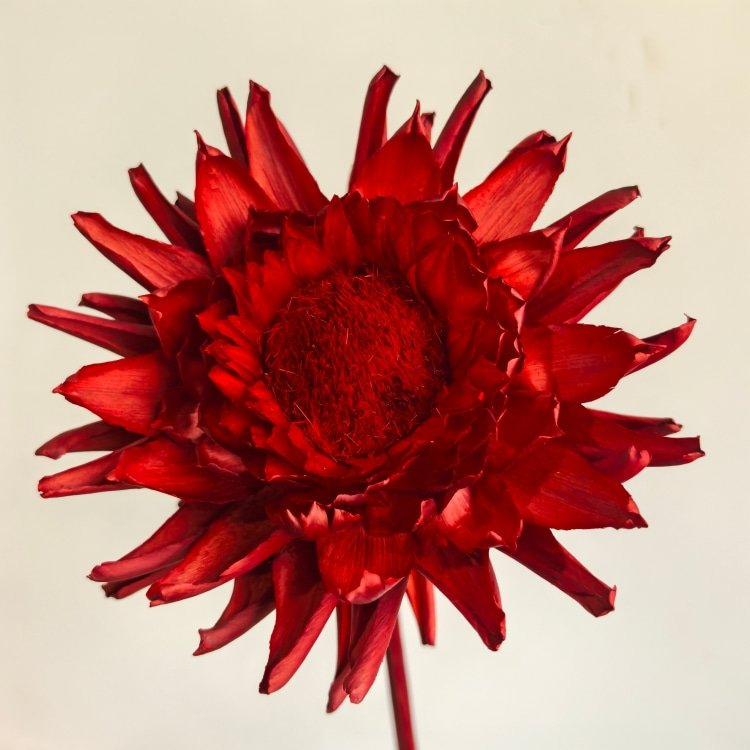 Wedding Dried Flowers Big Floral Arrangement King Protea Preserved Artichoke for Home decor Materials for Bouquet Christmas day