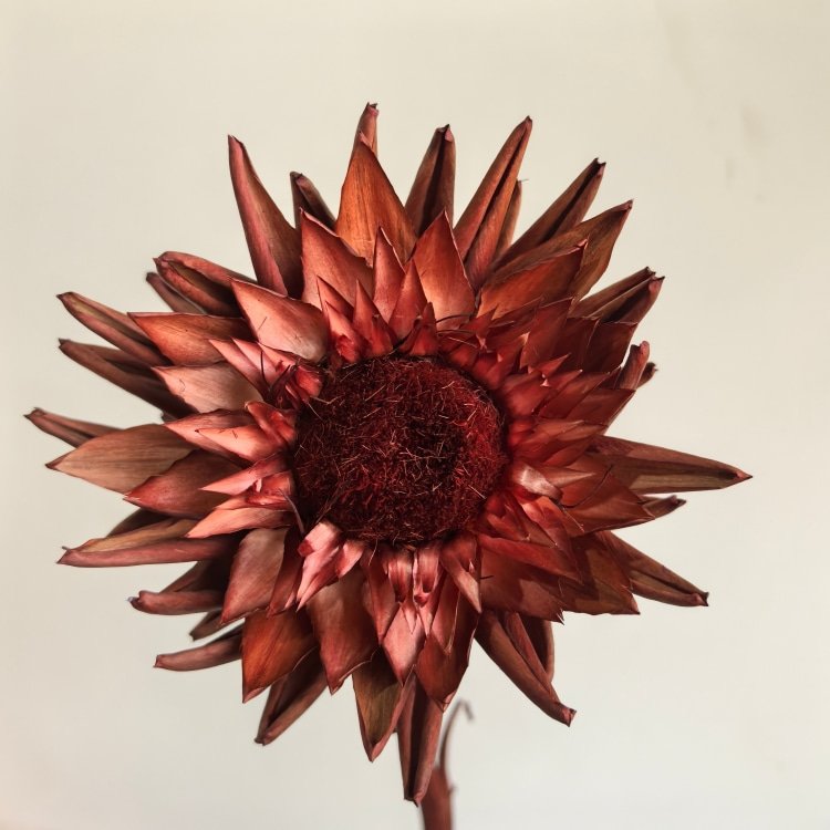 Wedding Dried Flowers Big Floral Arrangement King Protea Preserved Artichoke for Home decor Materials for Bouquet Christmas day