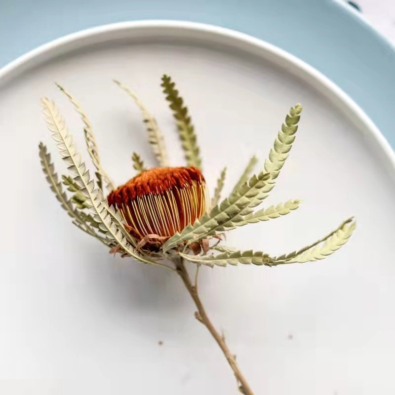 AX- 35 Wholesale Preserved Dried Decorative Flowers Mini Banksia Protea For Flower Arrangement