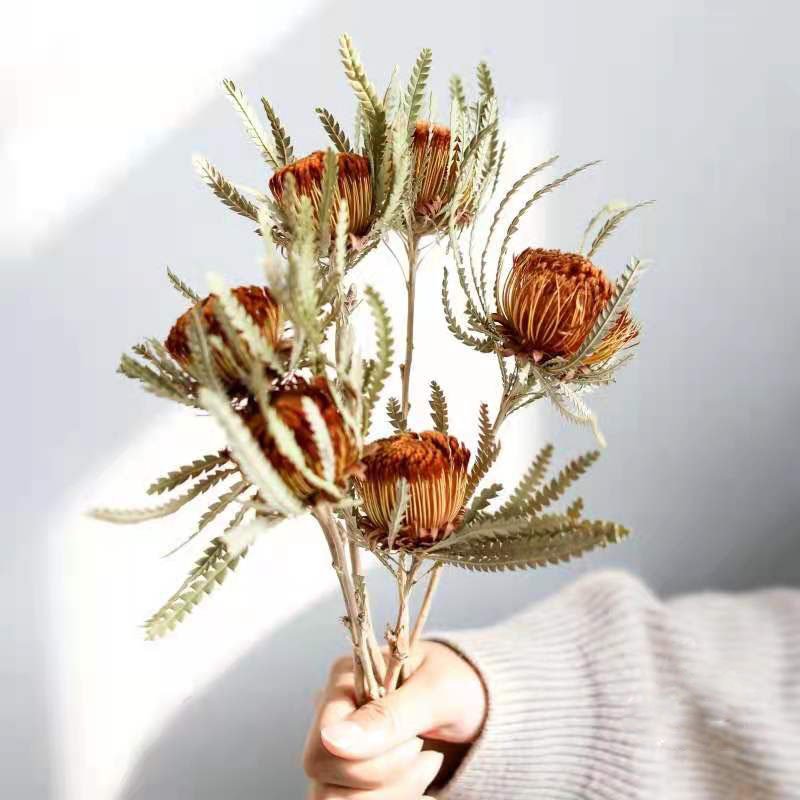 AX- 35 Wholesale Preserved Dried Decorative Flowers Mini Banksia Protea For Flower Arrangement