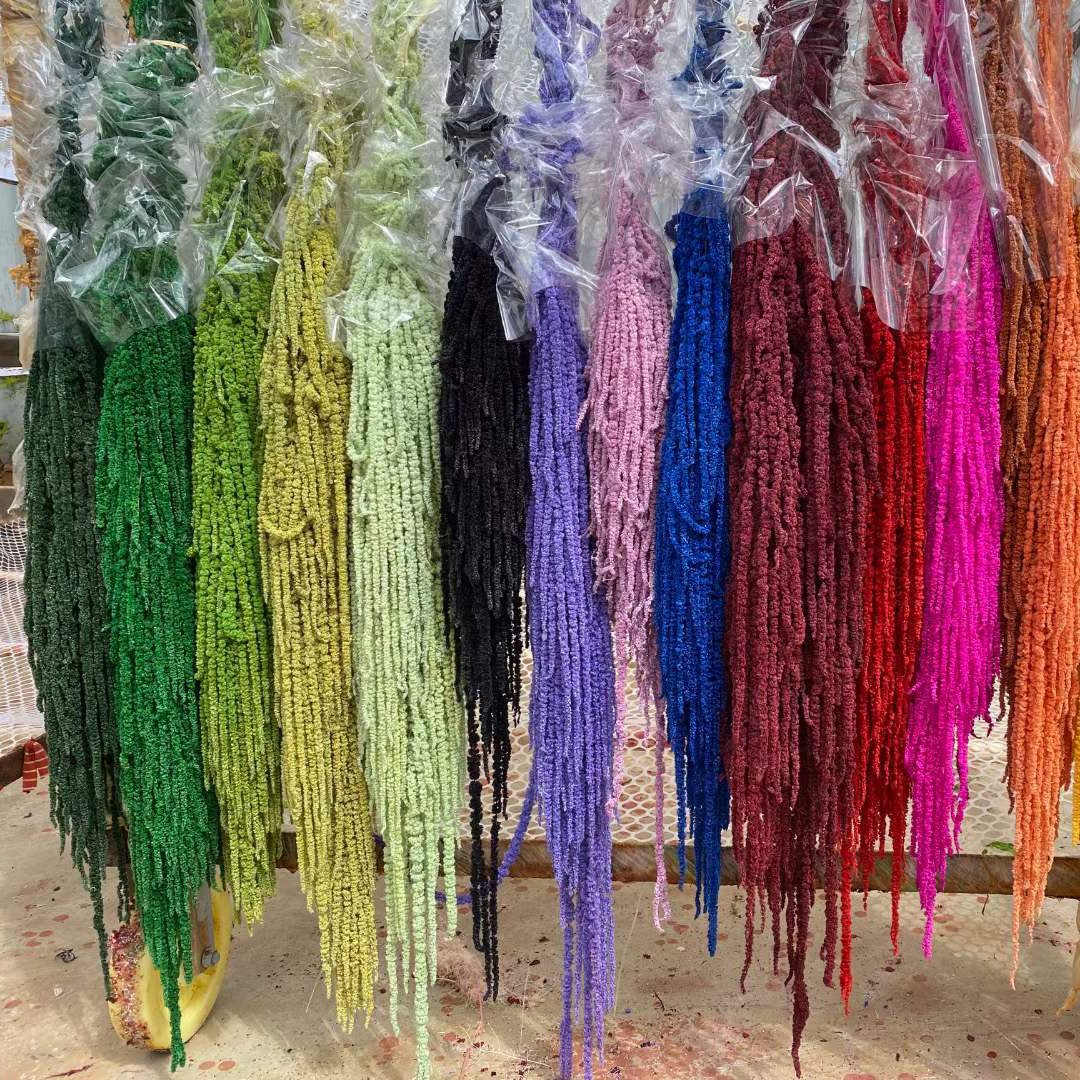 Hot sale new product dried flower amaranthus real natural preserved amaranthus for flower arrangement