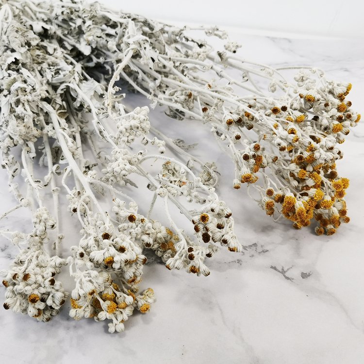 SumFlora Home decoration Combination dried flower orange blossom flower dried flower dusty miller