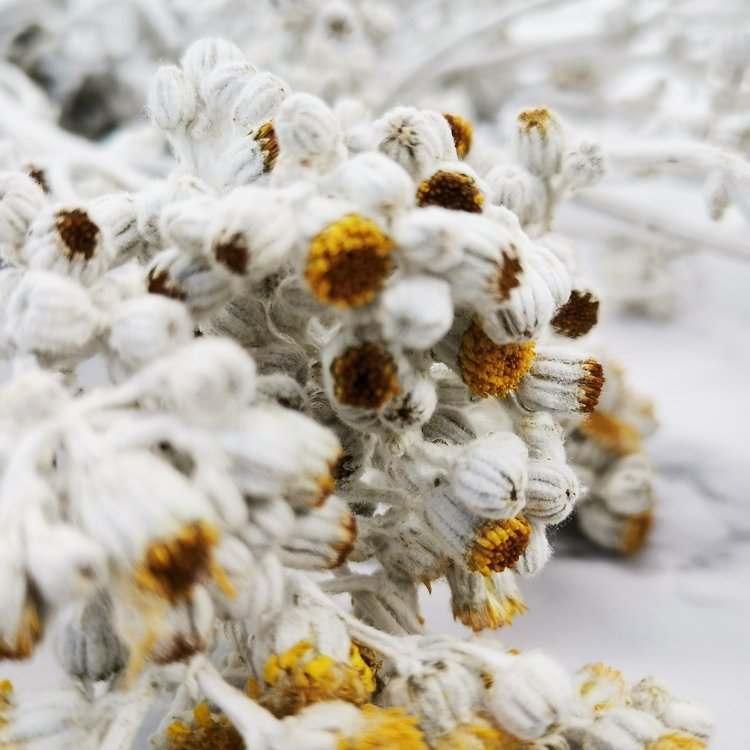 SumFlora Home decoration Combination dried flower orange blossom flower dried flower dusty miller