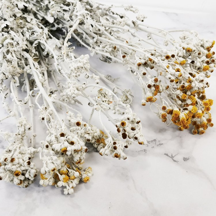 SumFlora Home decoration Combination dried flower orange blossom flower dried flower dusty miller