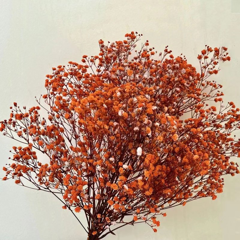 Ins hot selling flowers and plants Gypsophila preserved baby breath for wedding/home decoration for flower arrangement