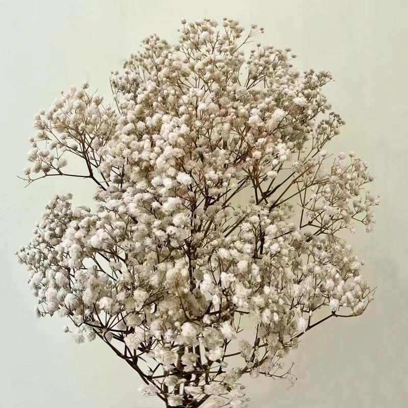 Ins hot selling flowers and plants Gypsophila preserved baby breath for wedding/home decoration for flower arrangement
