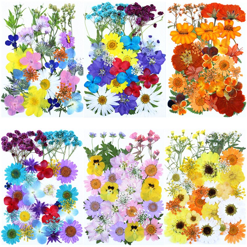 Hot Selling Real Flower Preserved Clear Pressed Flower Bulk Wholesale Photo Frame Dried Pressed Flower For Makeup
