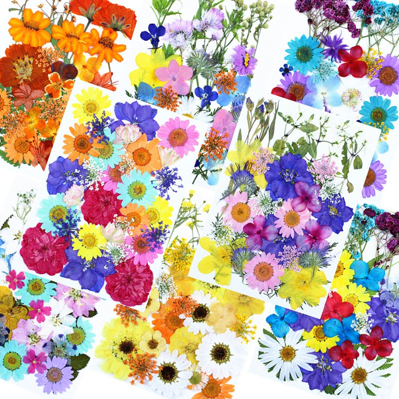 Hot Selling Real Flower Preserved Clear Pressed Flower Bulk Wholesale Photo Frame Dried Pressed Flower For Makeup