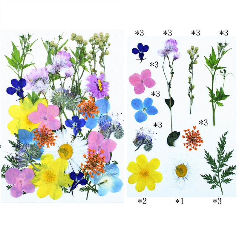 Hot Selling Real Flower Preserved Clear Pressed Flower Bulk Wholesale Photo Frame Dried Pressed Flower For Makeup